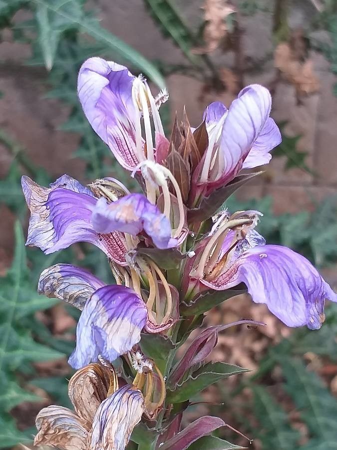Acanthus eminens flower