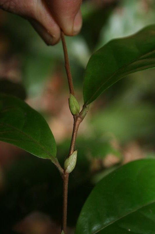 Licania latistipula habit