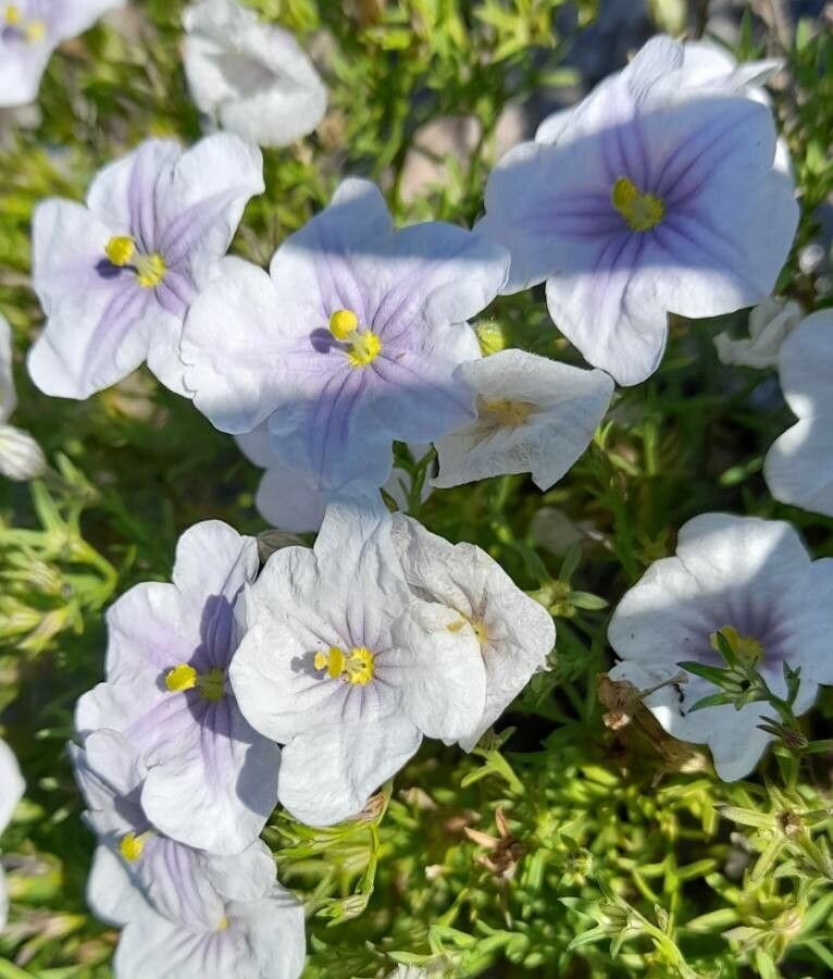 Nierembergia linariifolia flower