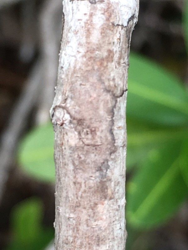 Xylosma pininsularis bark