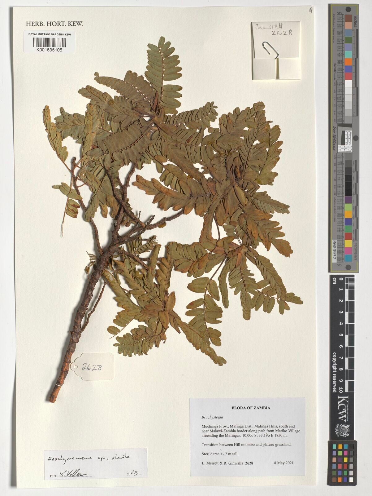 Aeschynomene pararubrofarinacea — houseplant care guide