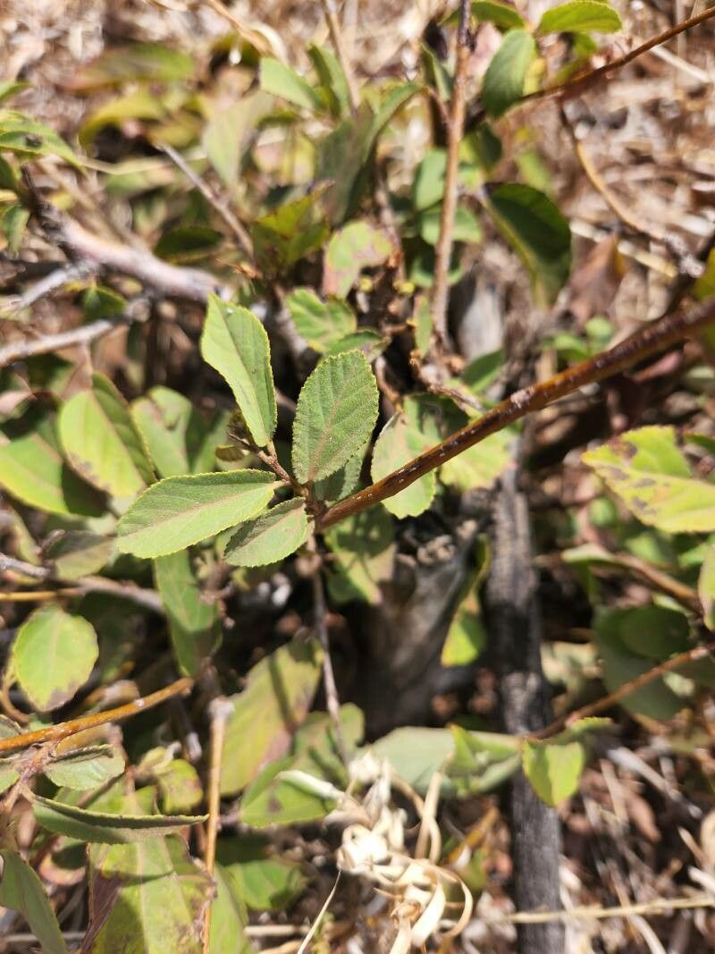 Grewia kakothamnos — search result for 'Tanzania'