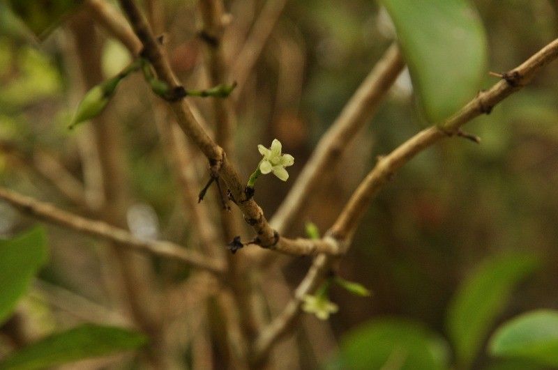 Geniostoma borbonicum flower