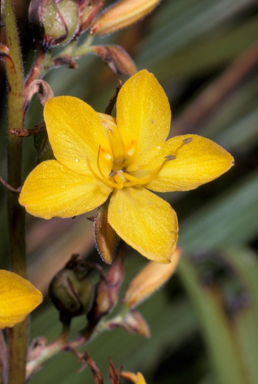 Wachendorfia thyrsiflora flower