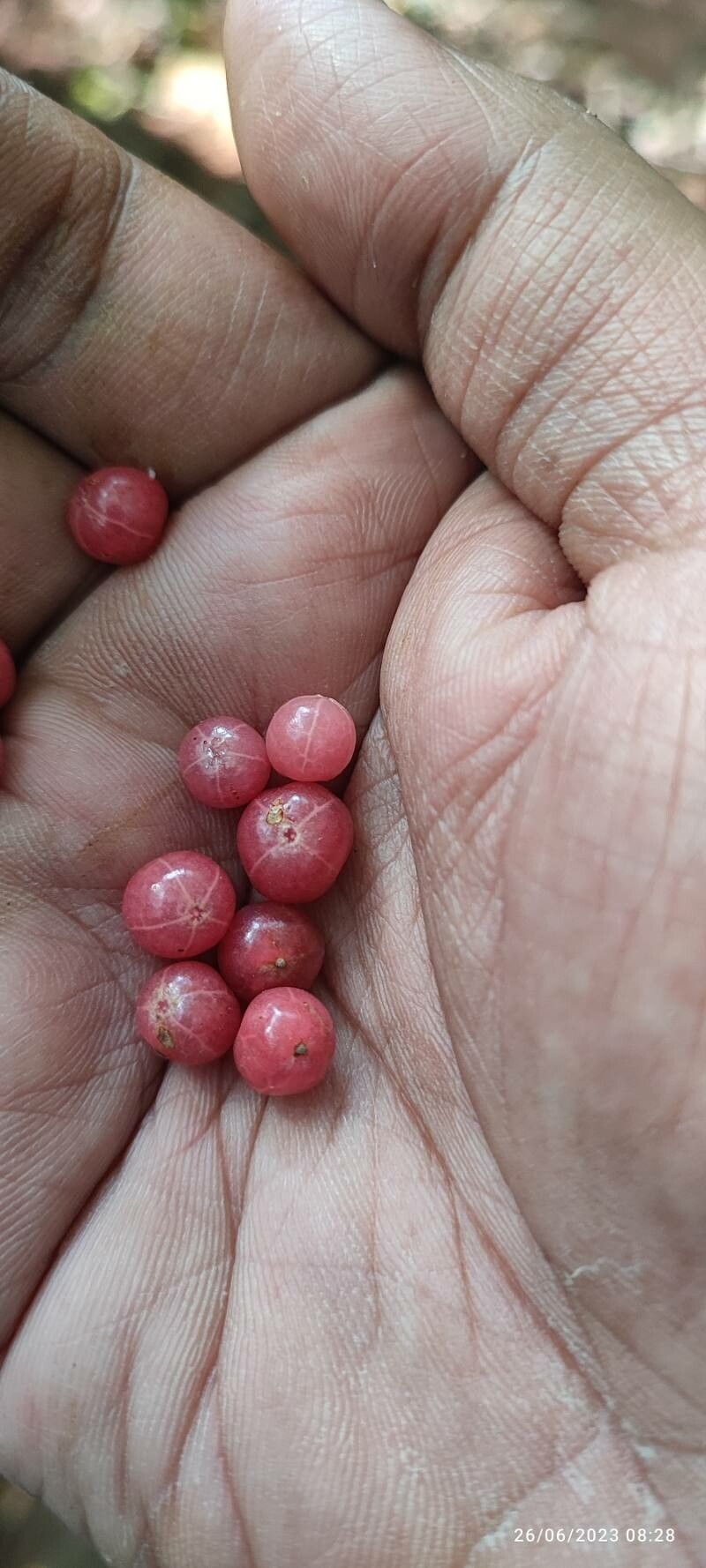 Glycosmis mauritiana fruit