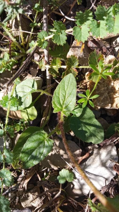Prunella hastifolia — related species from the same genus