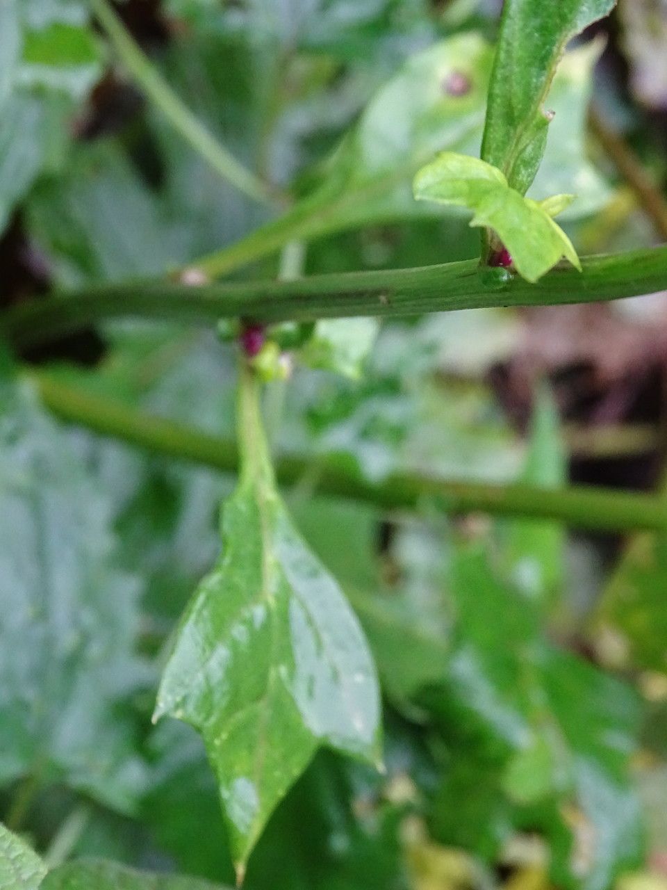 Senecio syringifolius bark