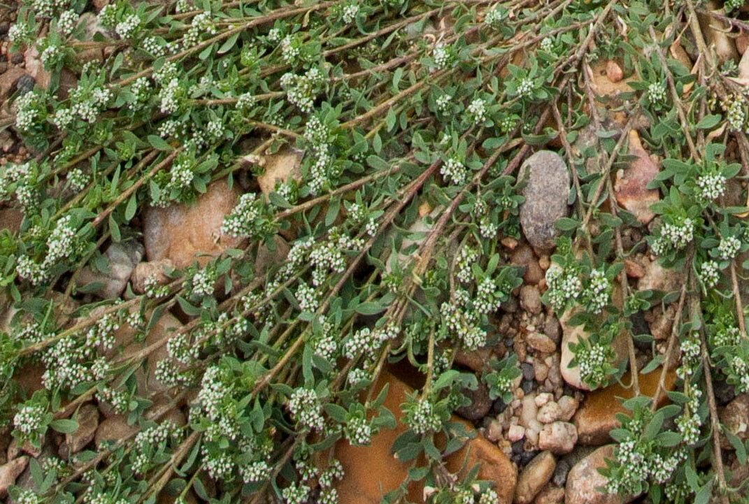 Corrigiola litoralis flower