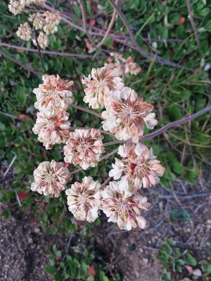 Eriogonum umbellatum flower