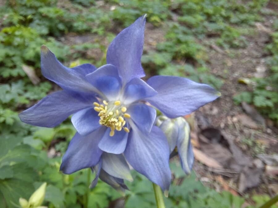 Aquilegia alpina flower