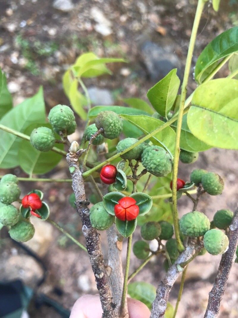 Trichilia hirta fruit