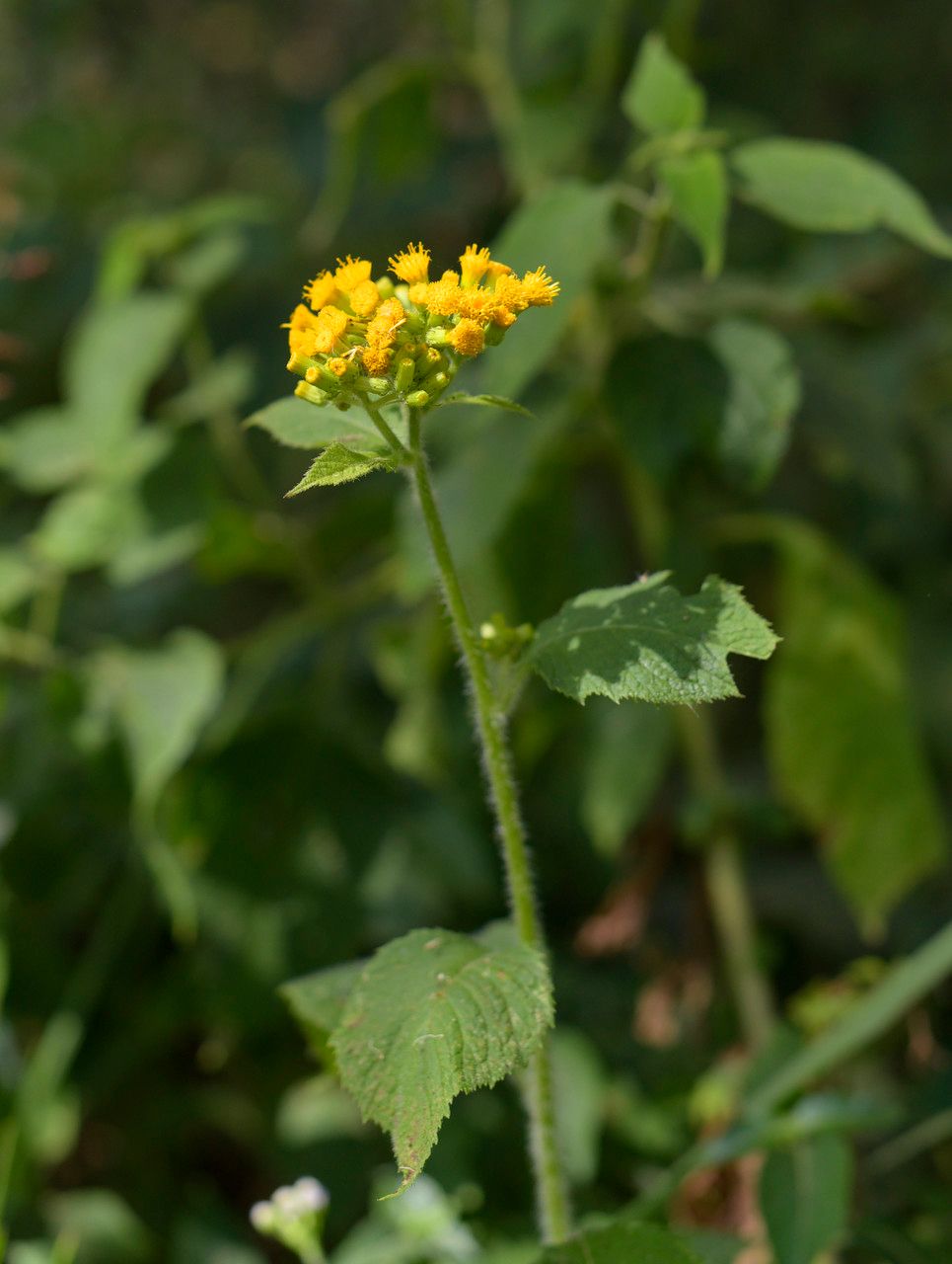 Senecio aronicoides — search result for 'Senecio'
