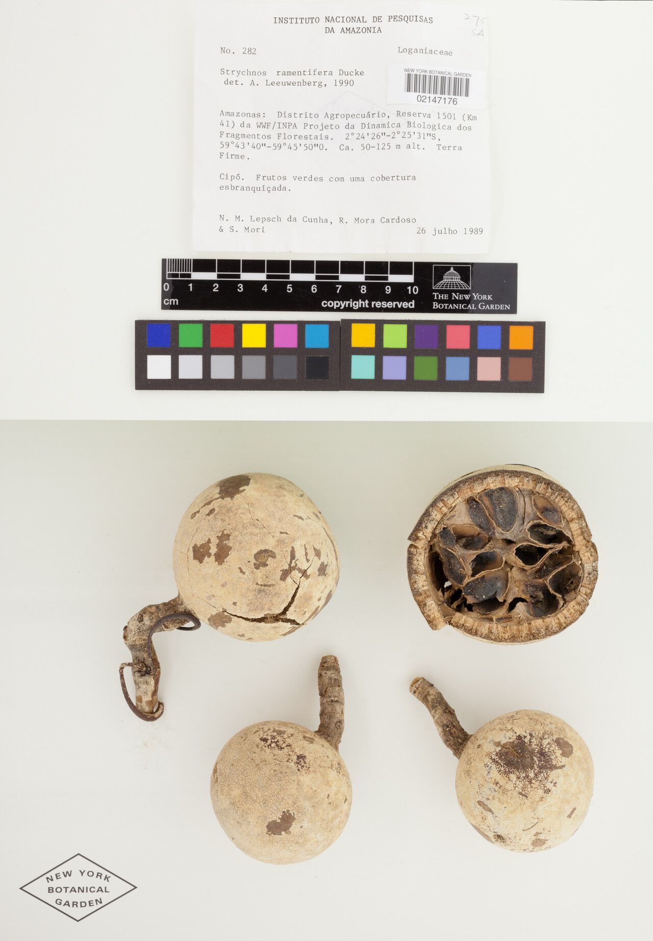 Strychnos ramentifera flower