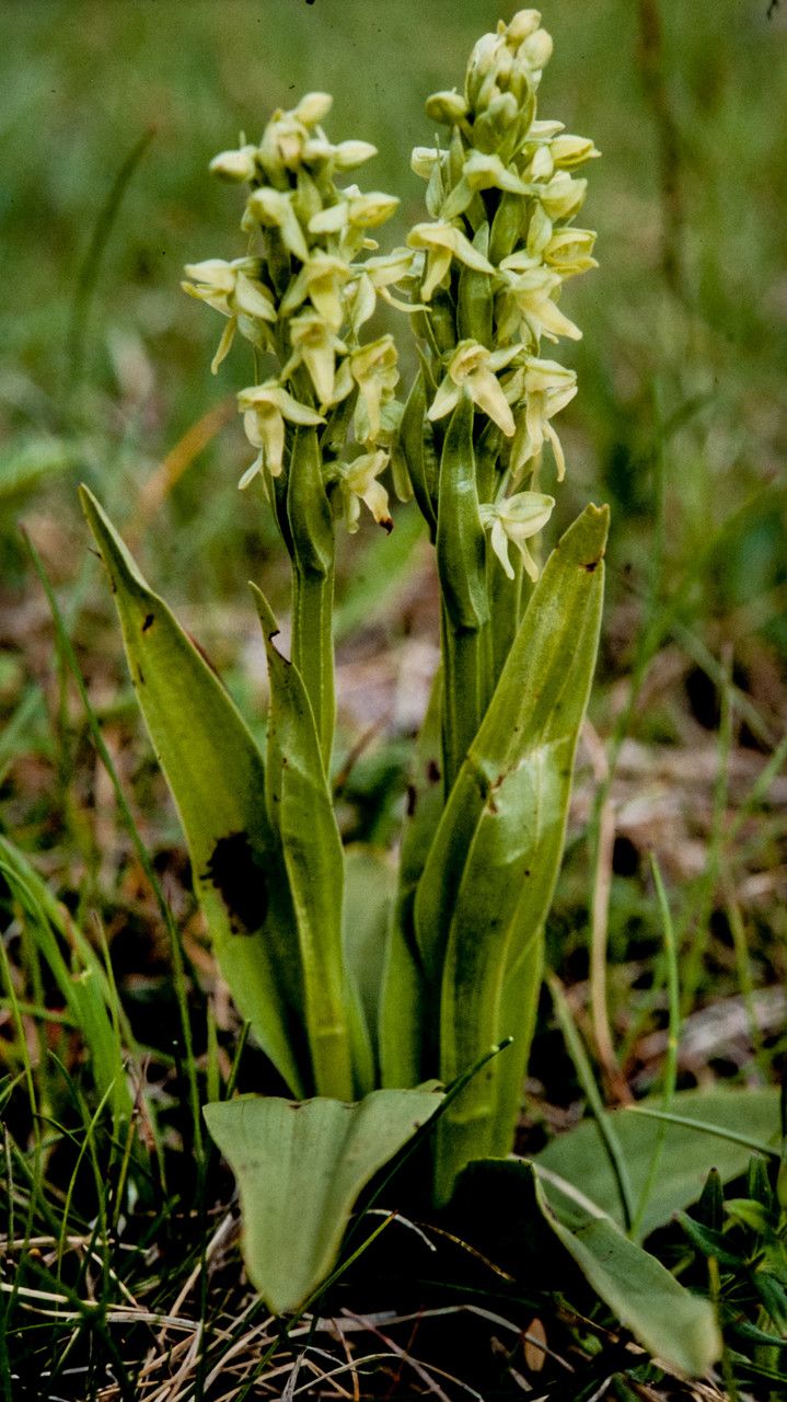 Platanthera hyperborea habit