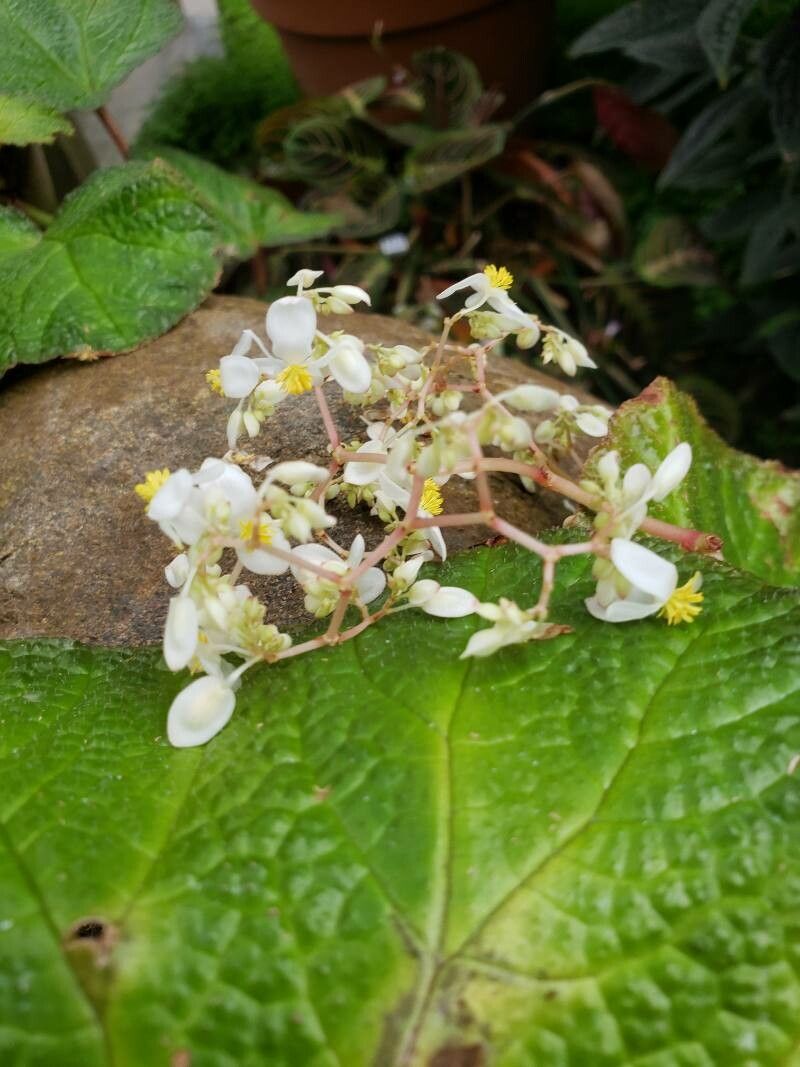 Begonia phyllomaniaca flower