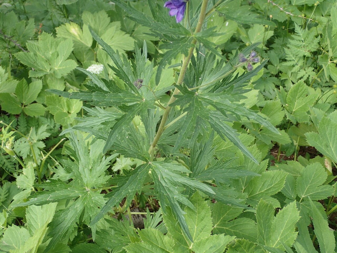 Delphinium dubium — search result for 'Delphinium'