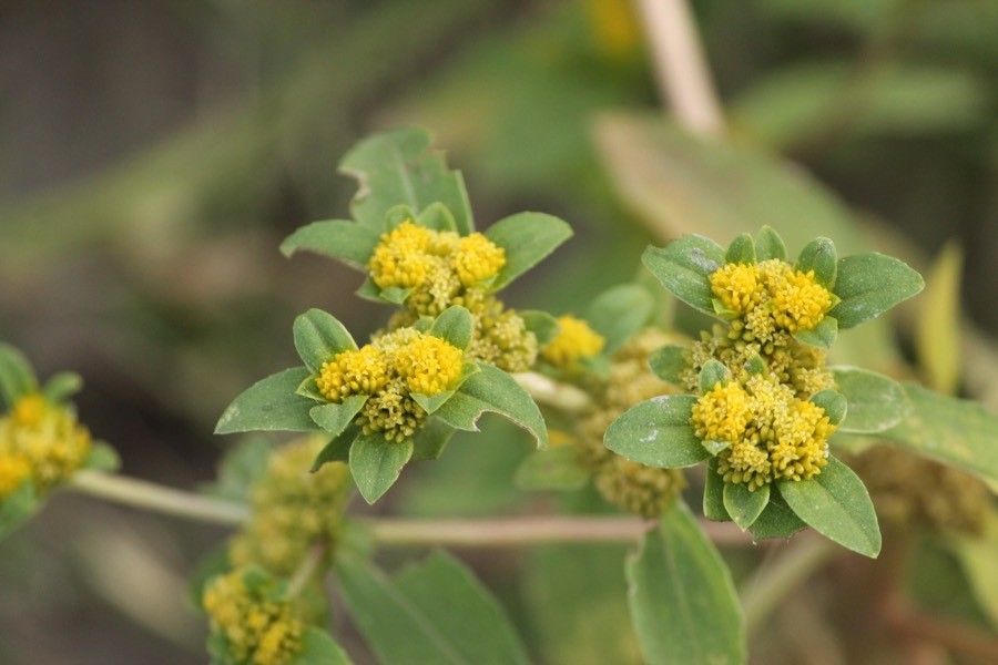 Flaveria bidentis flower