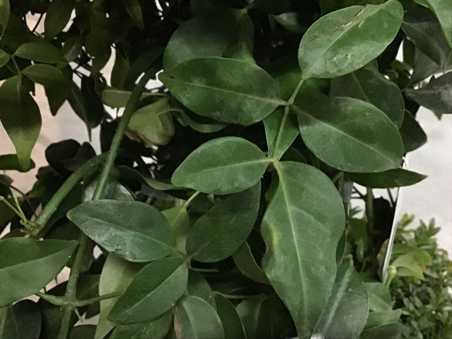 Pandorea jasminoides