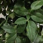 Pandorea jasminoides