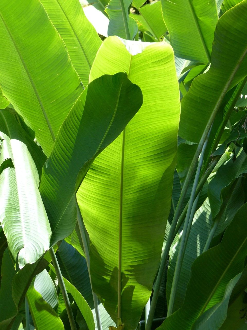 Heliconia caribaea leaf