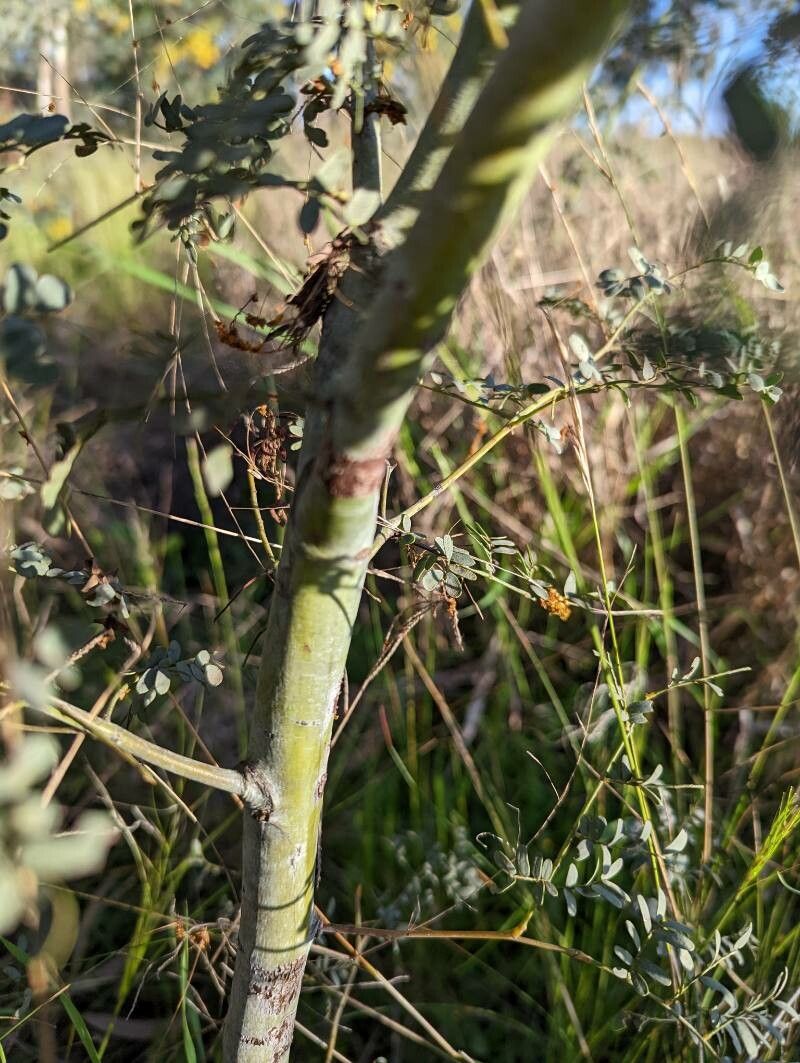 Acacia spectabilis bark