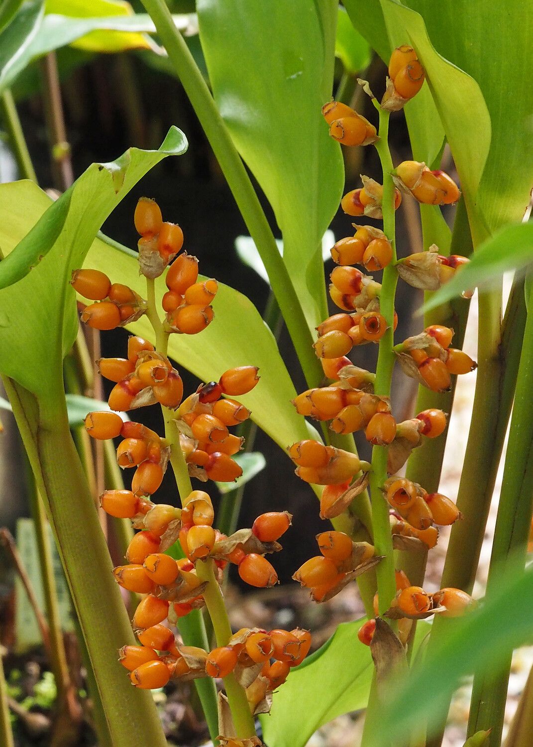 Renealmia polypus fruit