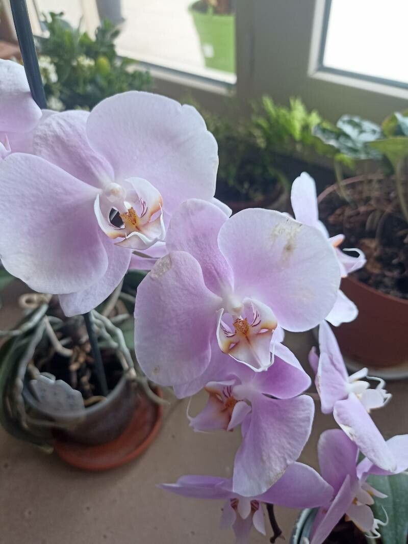 Phalaenopsis sanderiana flower