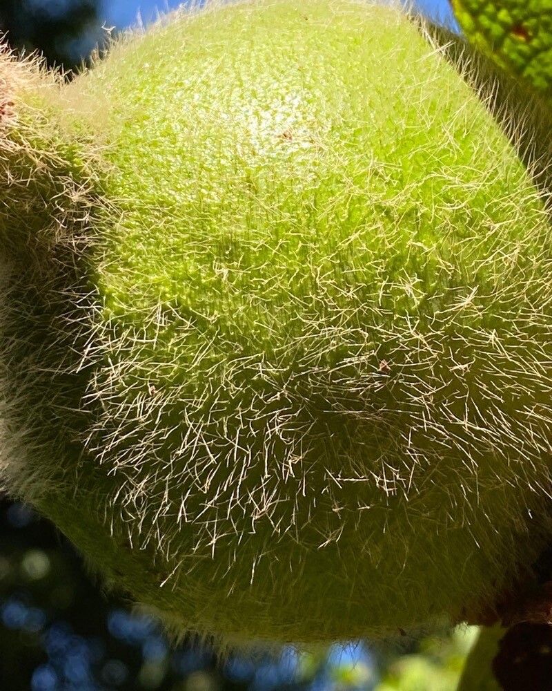 Riodocea pulcherrima fruit