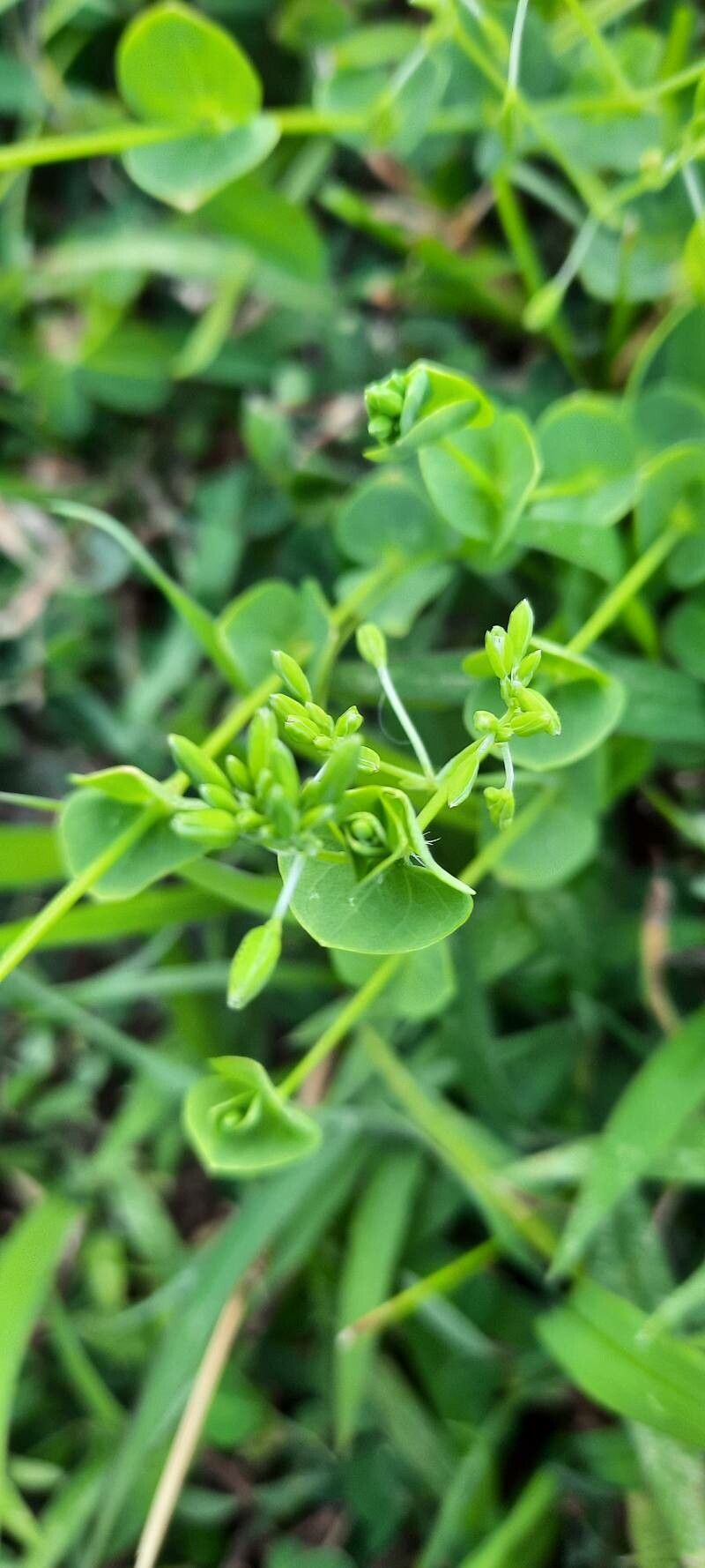 Drymaria cordata fruit