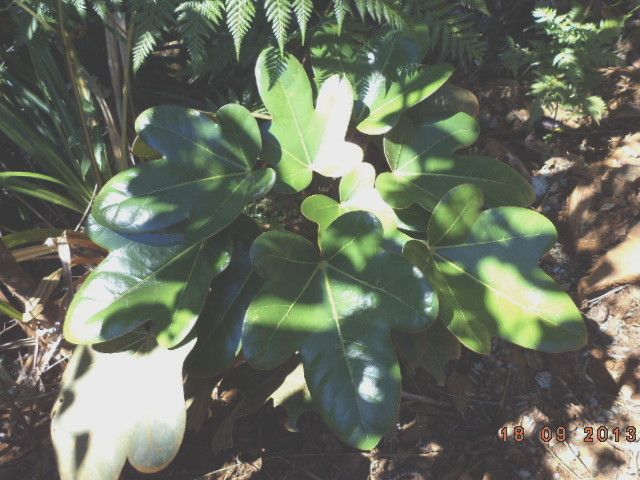 Acropogon bosseri habit