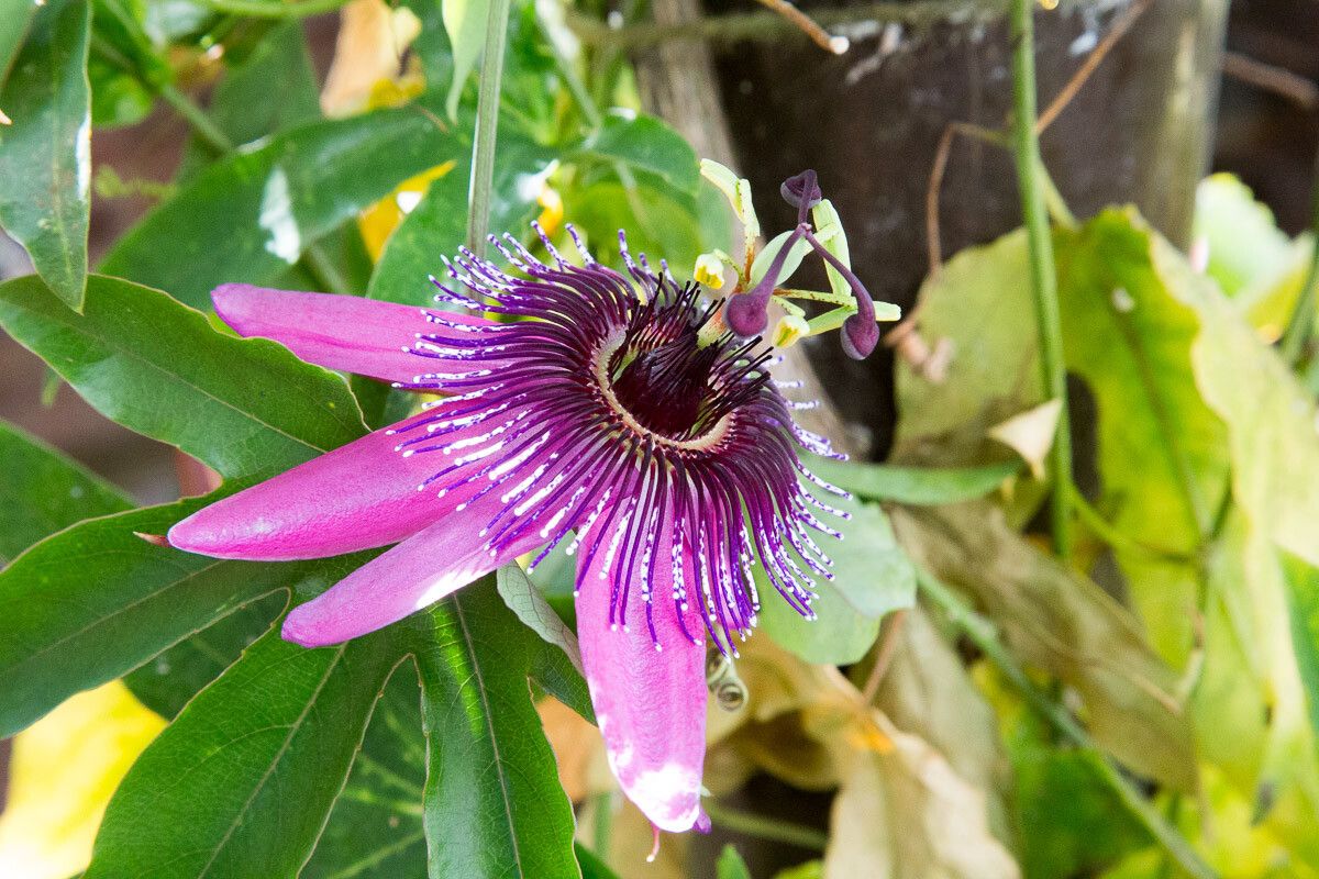 Passiflora amethystina flower