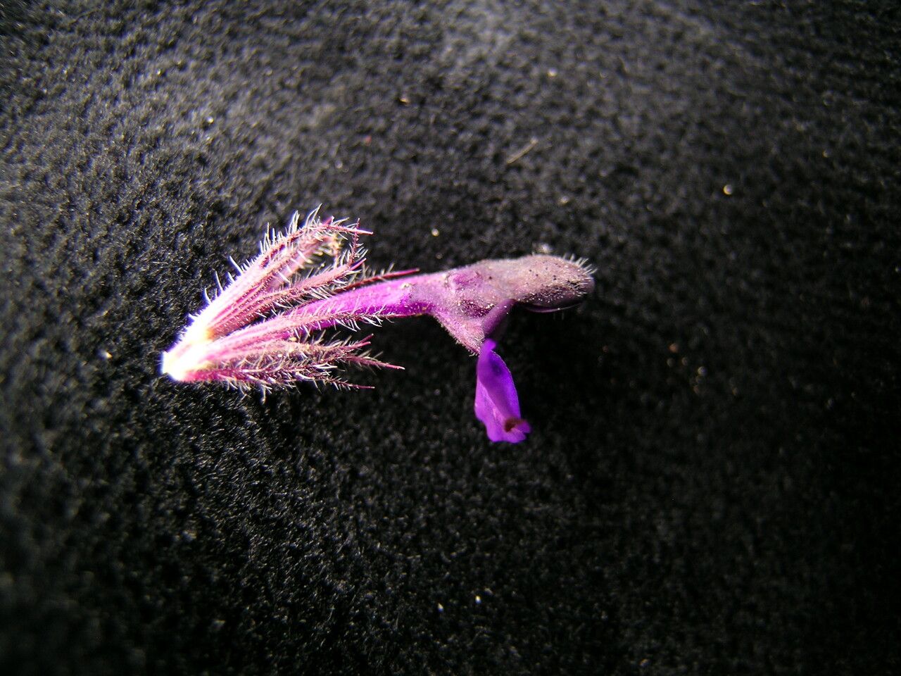 Nepeta lamiopsis flower