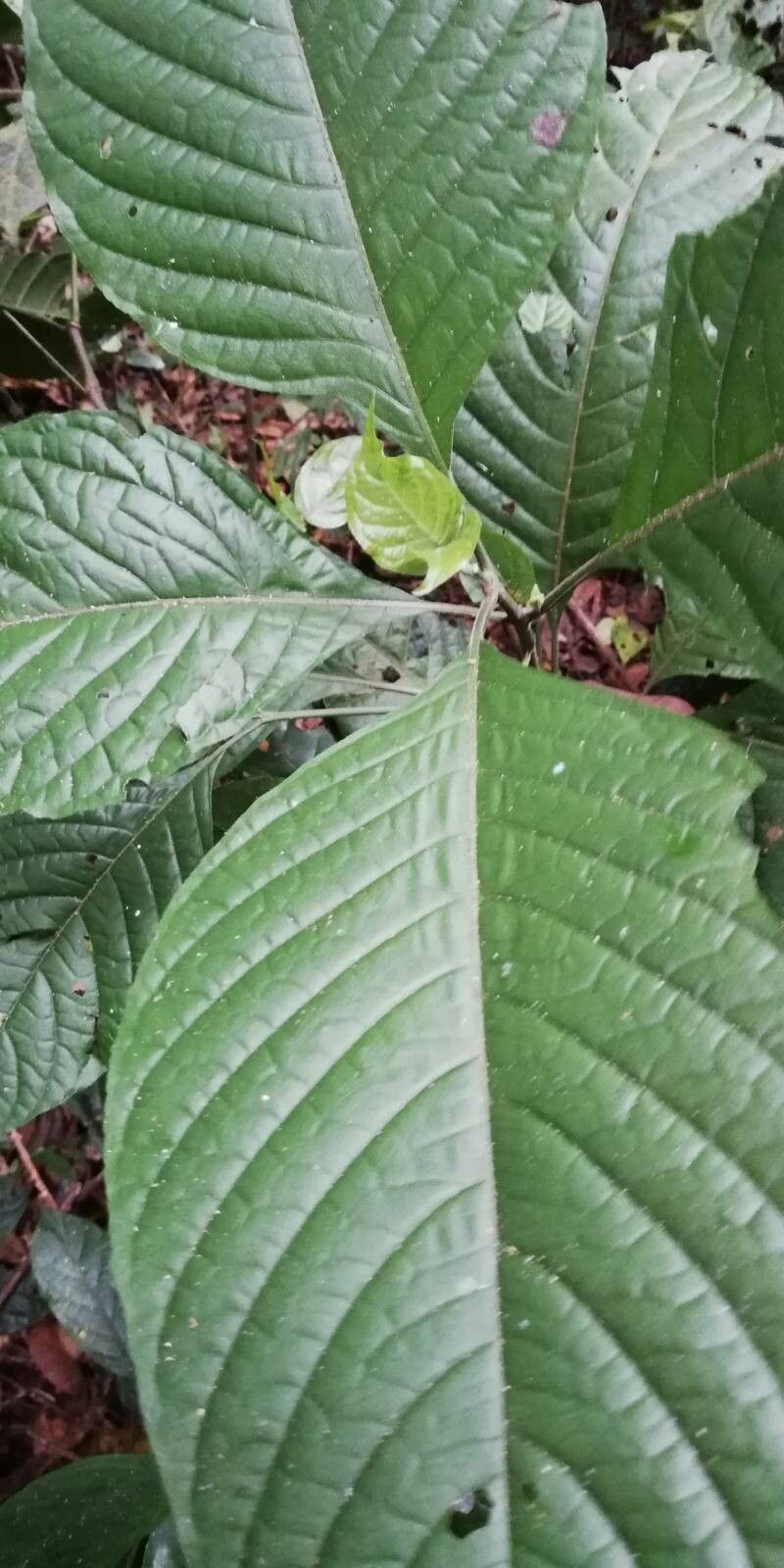 Psychotria gigantifolia — houseplant care guide