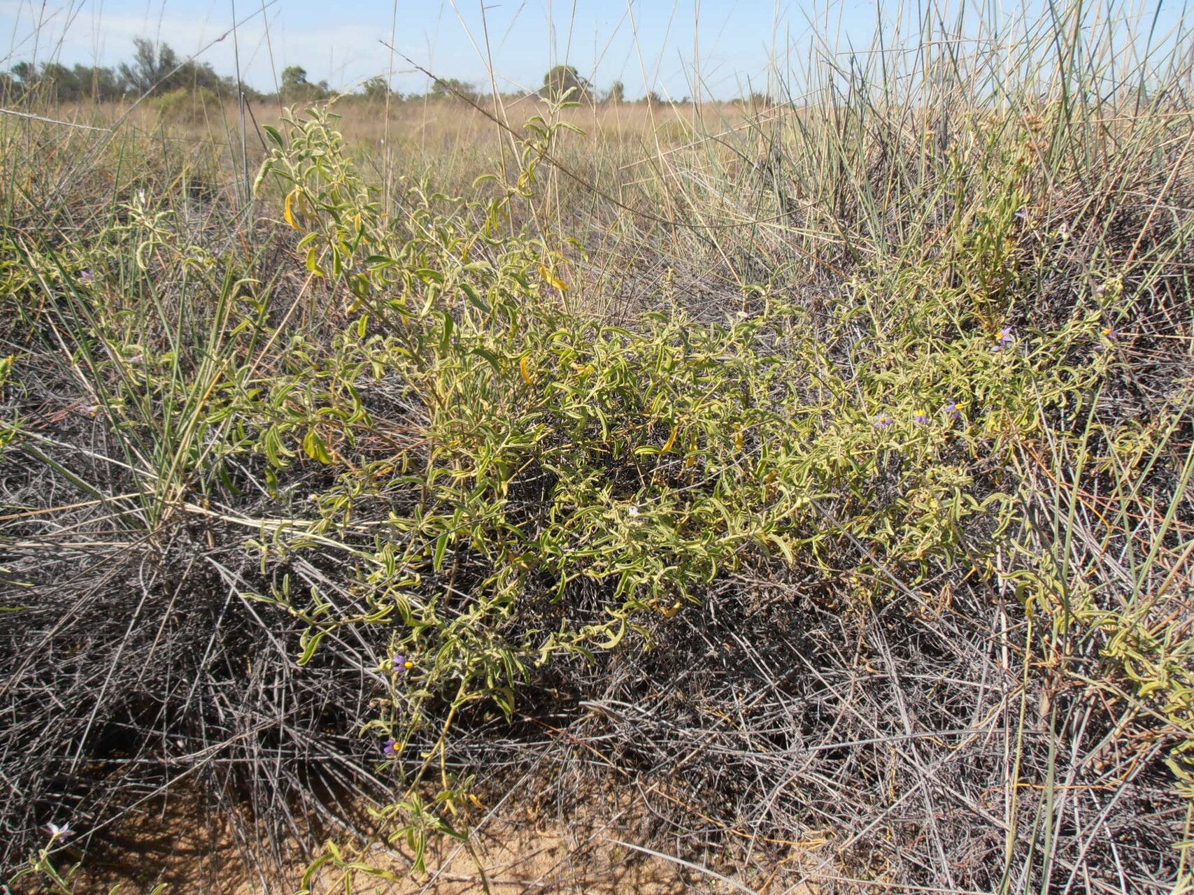 Solanum adoxum habit
