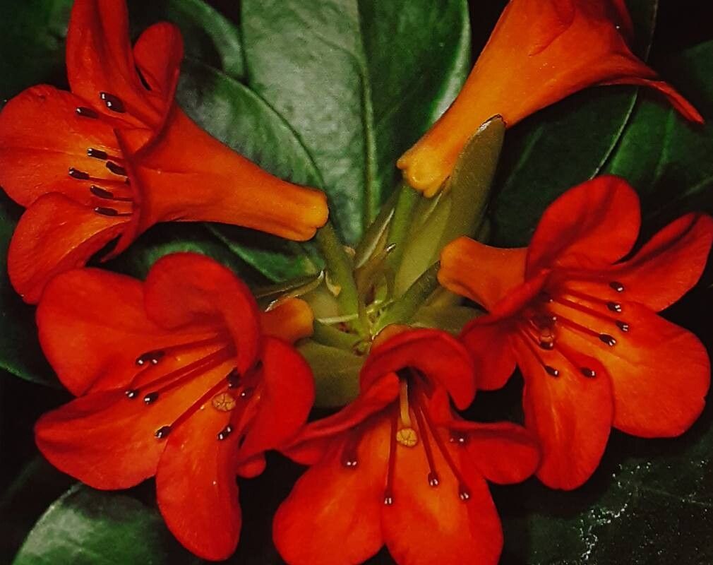 Rhododendron johnstoneanum — houseplant care guide