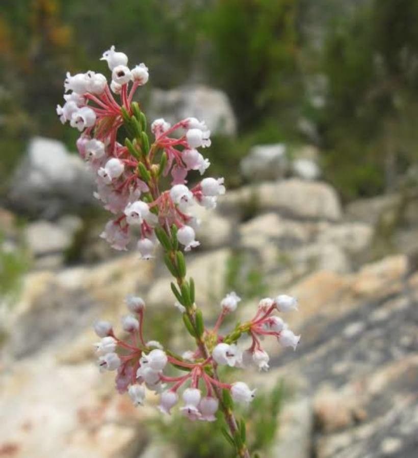 Erica verecunda — search result for 'Erica'