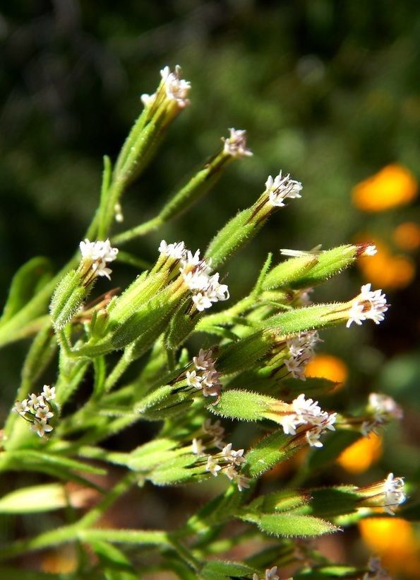 Stevia micrantha flower