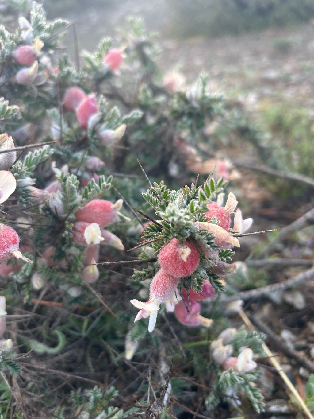 Astragalus clusianus — houseplant care guide