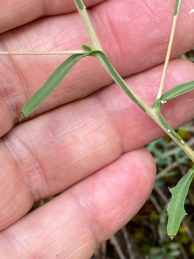 Lactuca viminea leaf