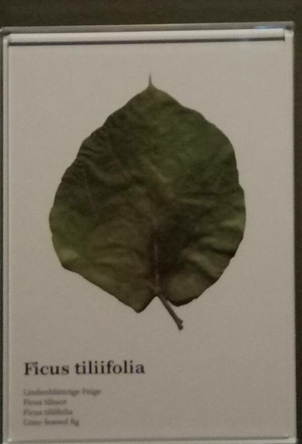 Ficus tiliifolia — houseplant care guide