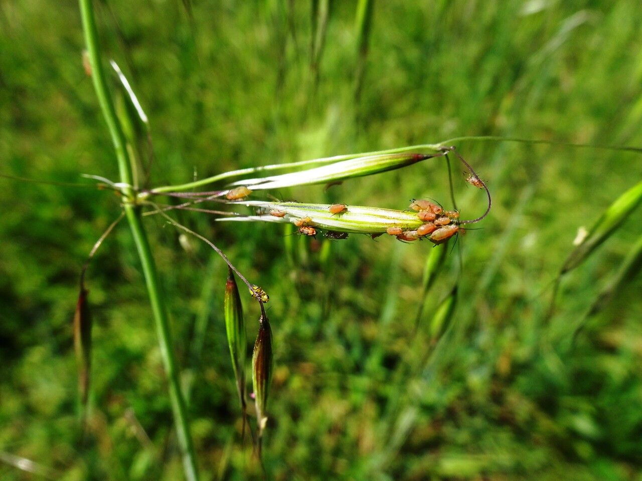 Avena barbata flower