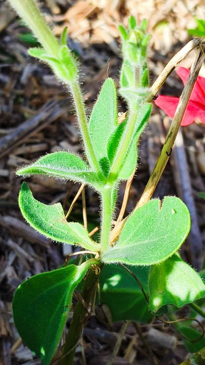 Petunia exserta leaf