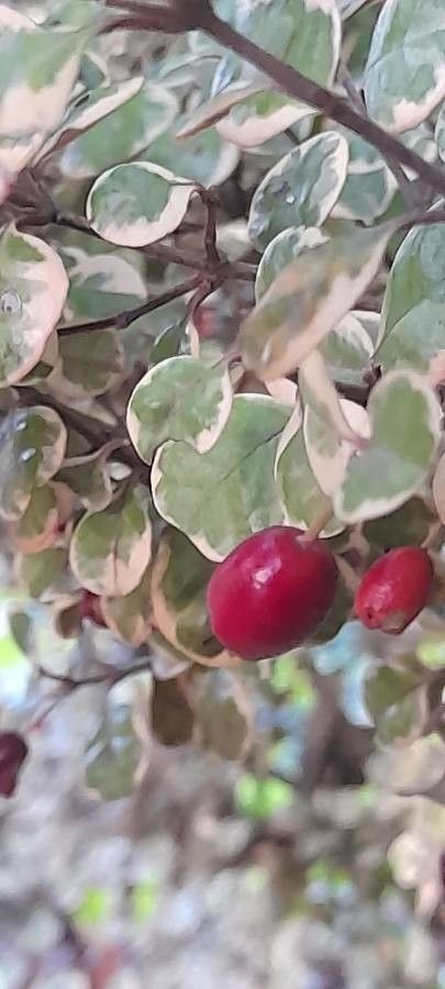Lophomyrtus × ralphii fruit