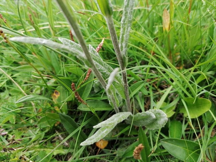 Tephroseris longifolia — houseplant care guide