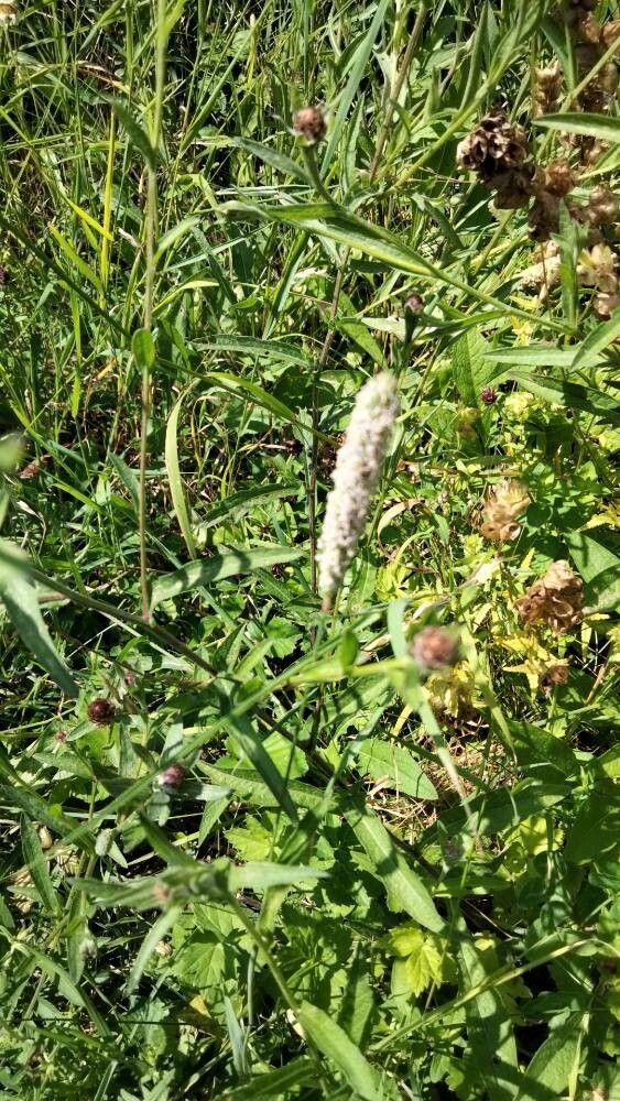 Phleum hirsutum flower