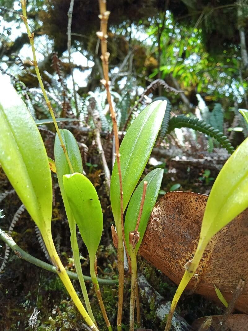 Stelis pusilla — houseplant care guide