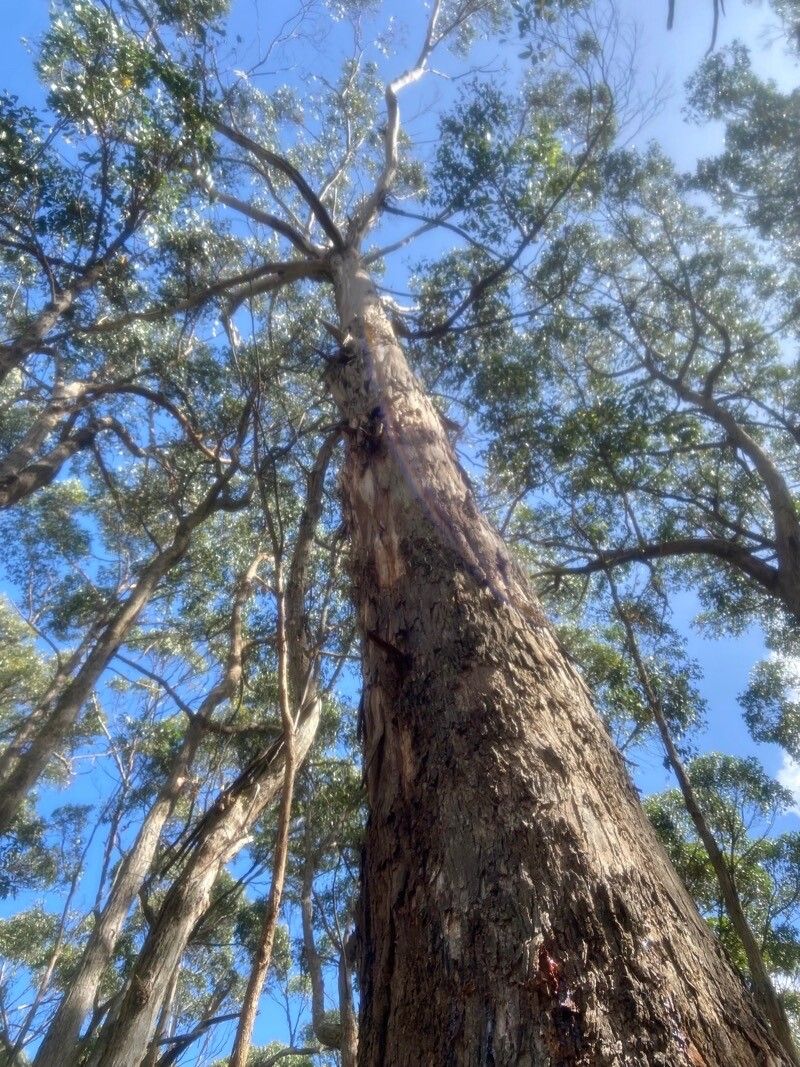 Eucalyptus brookeriana — houseplant care guide