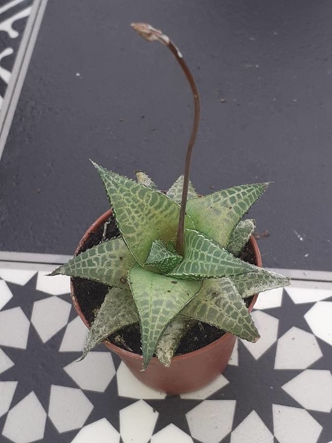 Haworthiopsis venosa flower