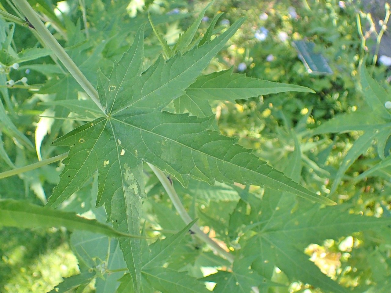 Sida hermaphrodita — search result for 'Sida'