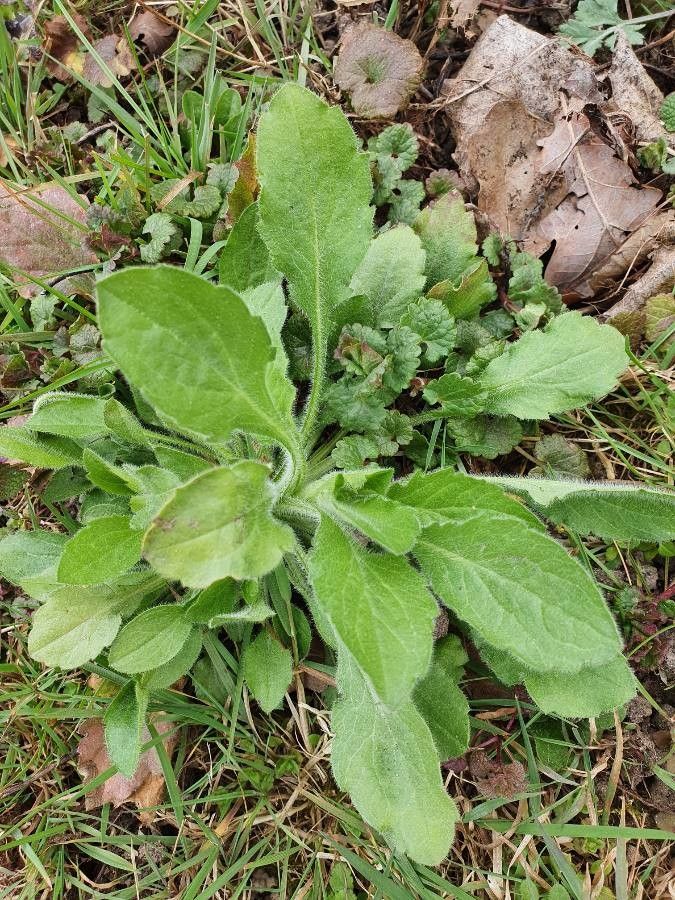 Conyza bonariensis — search result for 'Erigeron'